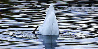 White Swan Diving For Food In Ripples On A Calm Lake