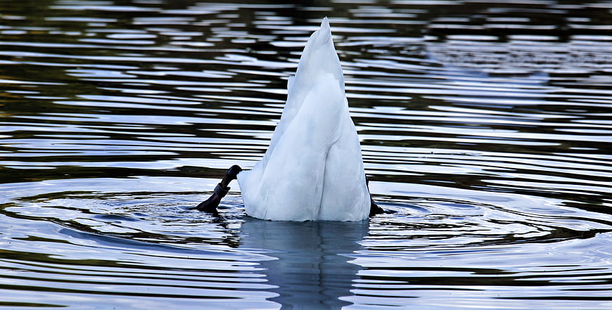 White Swan Diving For Food In Ripples On A Calm Lake