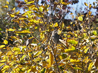 Small Gray Bird Perched on Autumn Branches