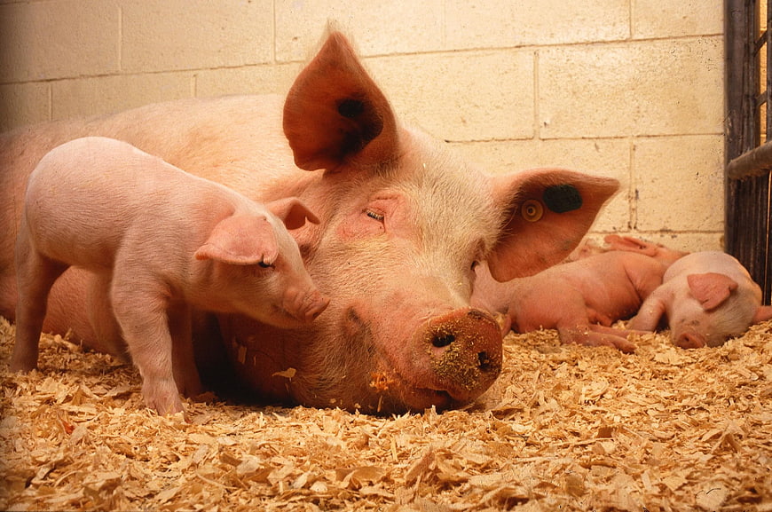 Mother Pig and Piglets Resting on Wood Shavings