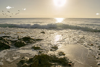 Sunlit Rocky Beach with Birds Flying Over Ocean Waves