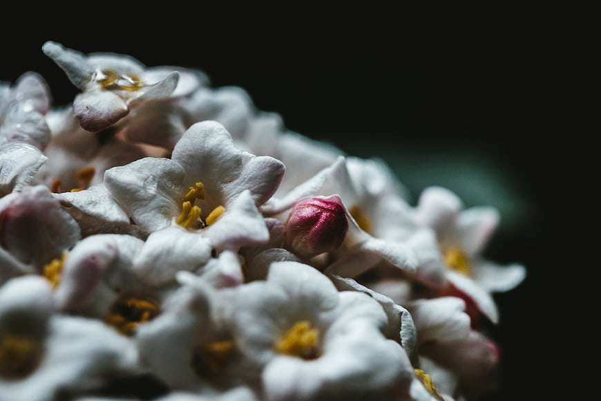 Close-up of white flowers with yellow centers and pink buds