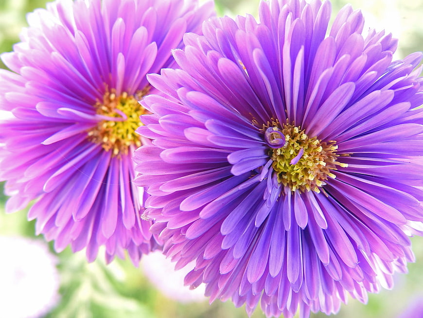 Close-up of vibrant purple aster flowers with yellow centers