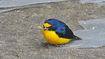 Golden-rumped Euphonia bird on concrete ground