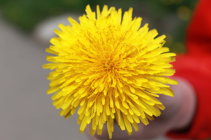 Close-up of a bright yellow dandelion flower held in hand