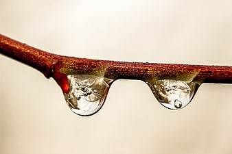 Macro photography of water droplets on a red branch