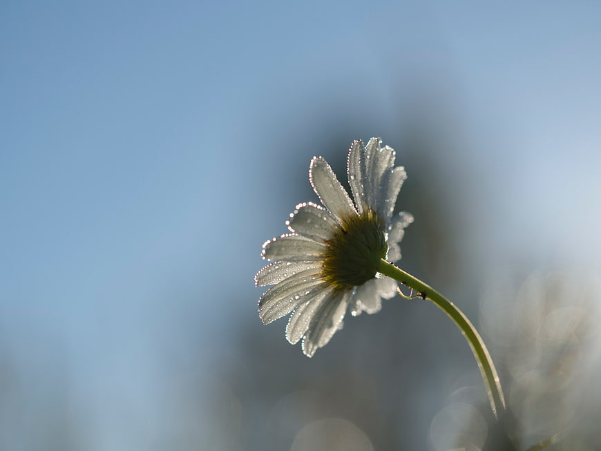 Backlit White Daisy with Dew Drops on Blue Background
