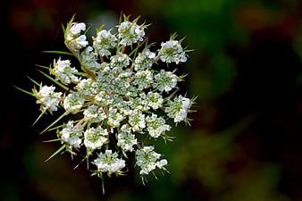 Close-up of white wild carrot flower cluster on dark background