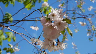 Pink Cherry Blossoms Against Blue Sky
