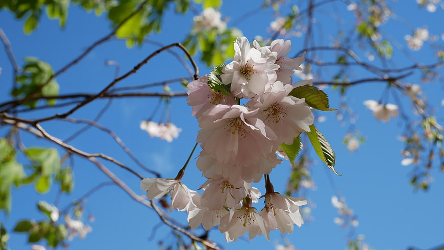 Pink Cherry Blossoms Against Blue Sky