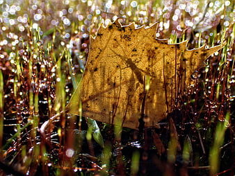 Backlit autumn leaf with dew drops in mossy grass