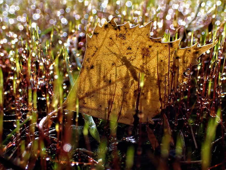 Backlit autumn leaf with dew drops in mossy grass