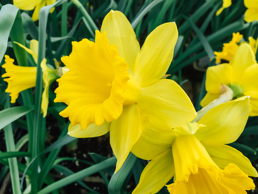 Close-up of vibrant yellow daffodils in a garden