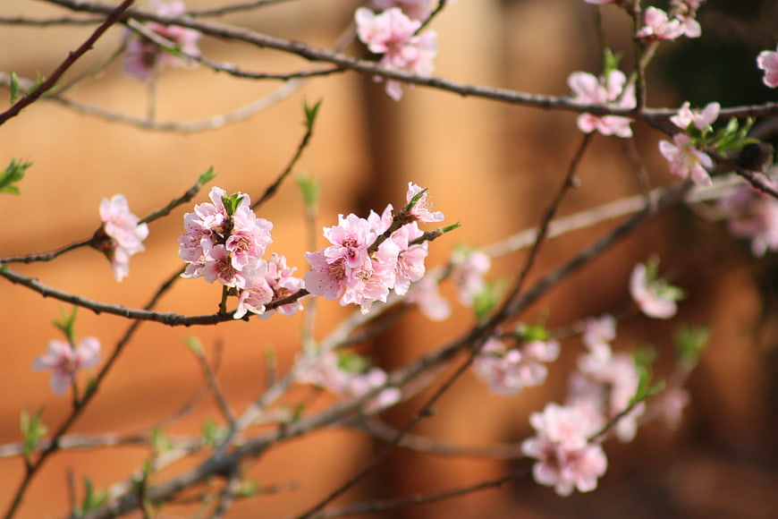 Pink Blossoms on Branches Against Blurred Orange Background
