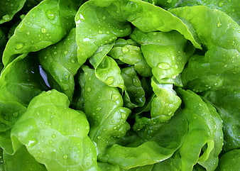 Close-up of fresh green leaf lettuce with water droplets