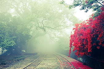 Misty Railway Tracks with Vibrant Red Bougainvillea Flowers