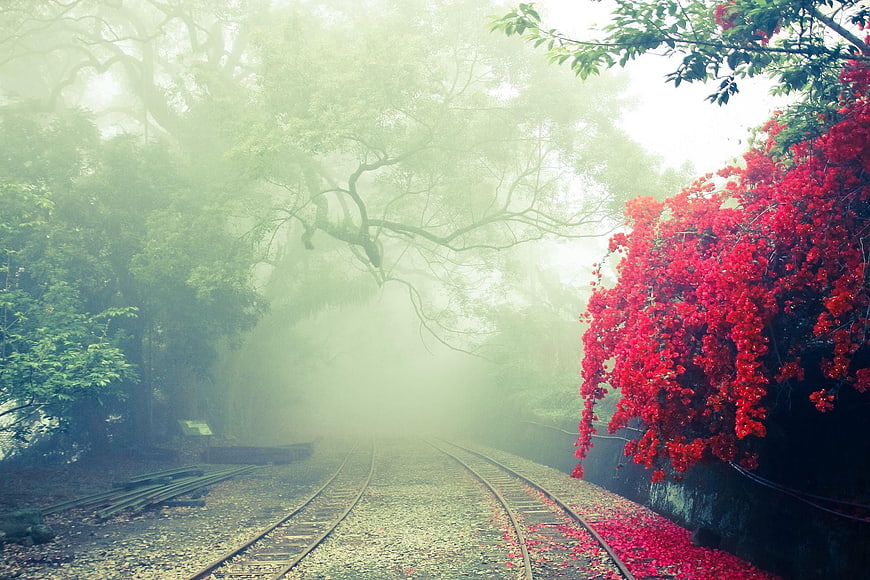 Misty Railway Tracks with Vibrant Red Bougainvillea Flowers
