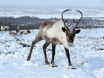 Male Reindeer Standing in Snowy Winter Landscape