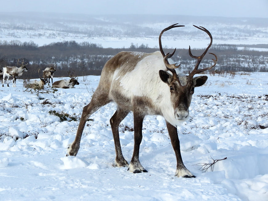 Male Reindeer Standing in Snowy Winter Landscape