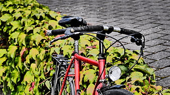 Red Vintage Bicycle Parked Against Green Ivy Hedge