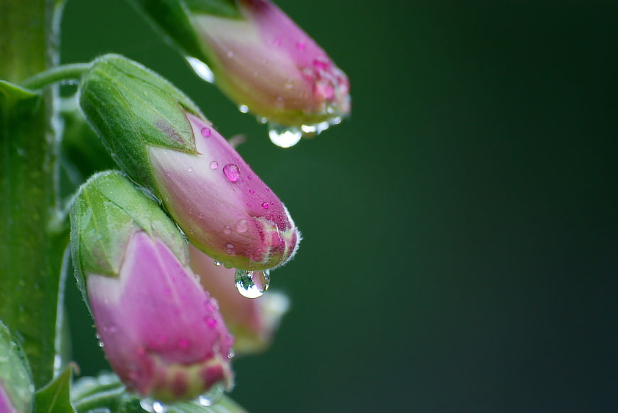 Close-up of pink foxglove buds with raindrops
