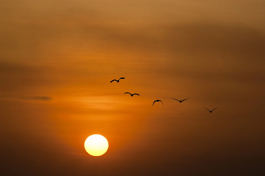Silhouetted Birds Flying Over Golden Sunset Sky