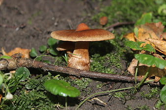 Brown mushroom growing in mossy forest floor