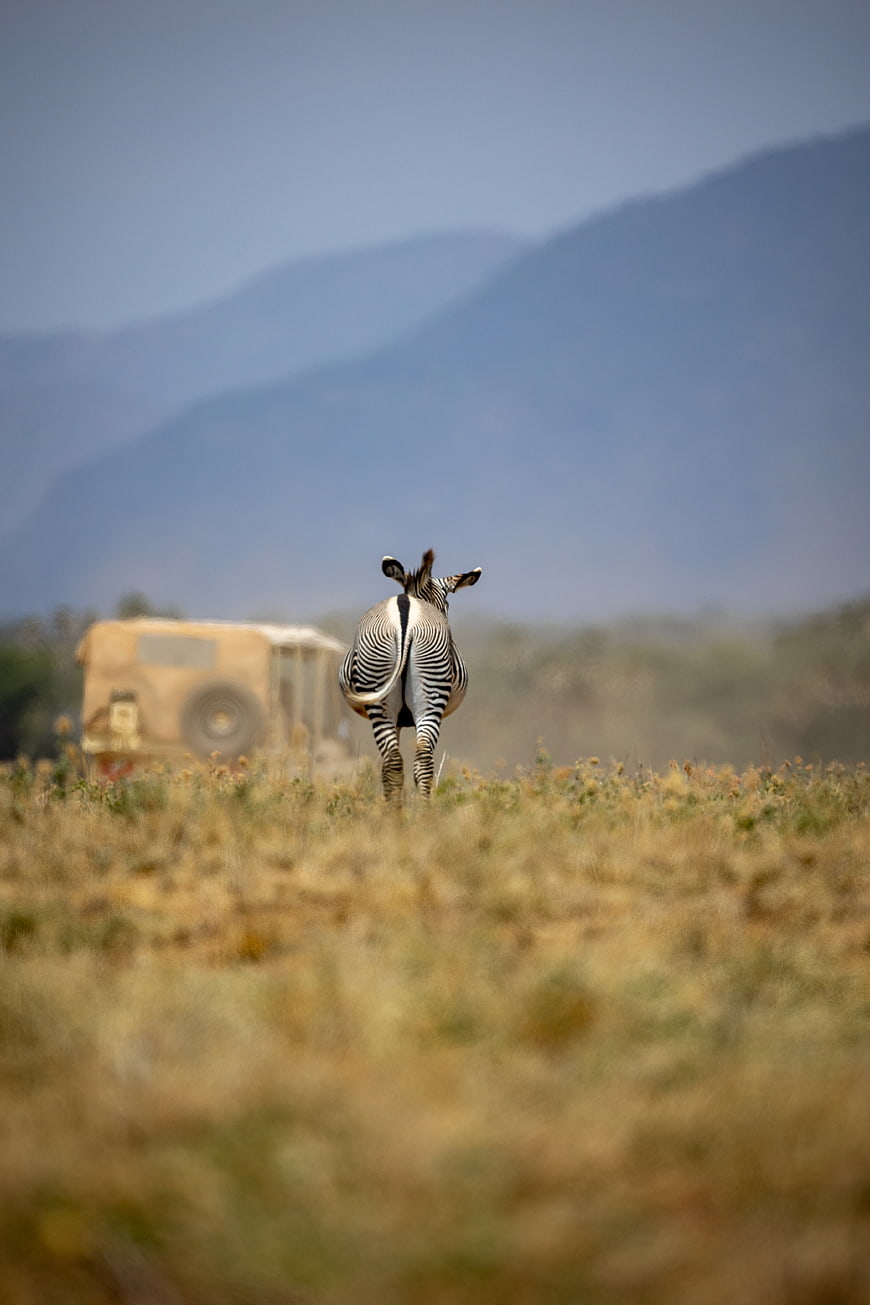 Zebra Walking Away in African Savanna with Safari Vehicle