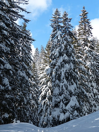 Snow-covered pine trees in winter forest under blue sky