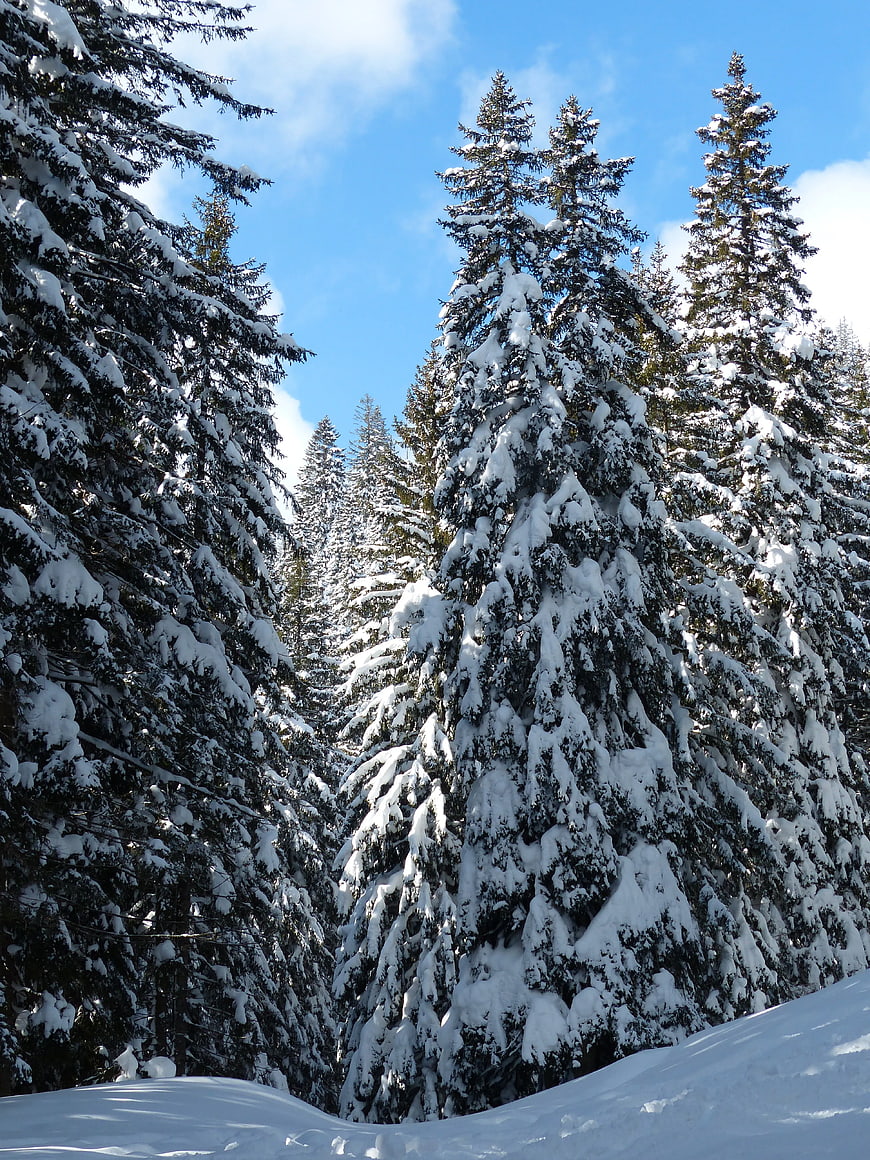 Snow-covered pine trees in winter forest under blue sky