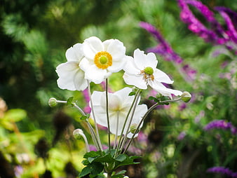White Anemone Flowers with Yellow Centers in Garden