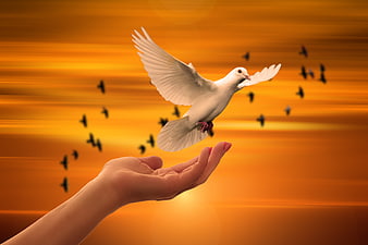 White Dove Flying from Hand Against Golden Sunset Background