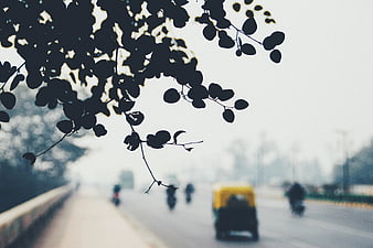 Silhouette of tree leaves framing blurred city traffic
