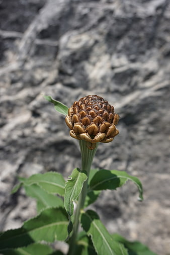 Close-up of a dried wild artichoke flower head