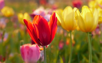 Vibrant Red Tulip in Focus with Blurred Yellow and Pink Background