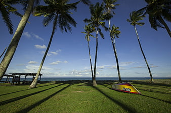 Tropical beach scene with palm trees, grass, and a small boat