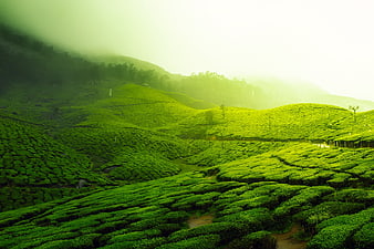 Misty Green Tea Plantation Hills at Sunrise