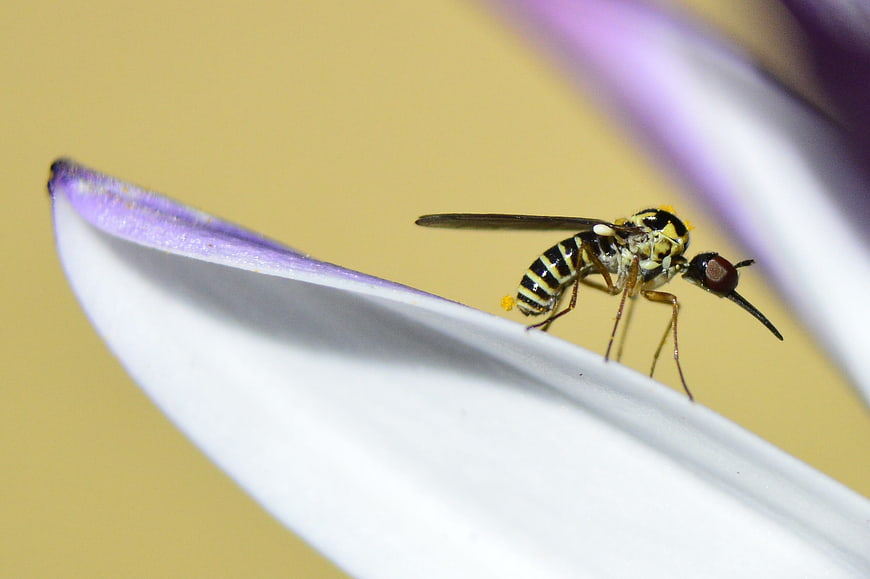 Macro shot of a long-nosed fly on a purple flower petal