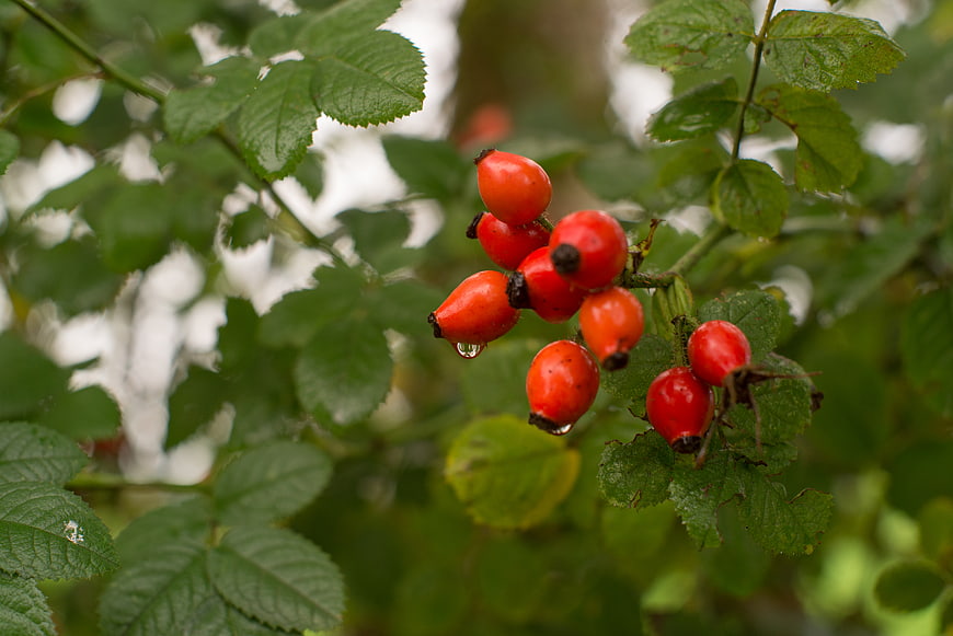 Close-up of red rose hips with water droplets on green leaves