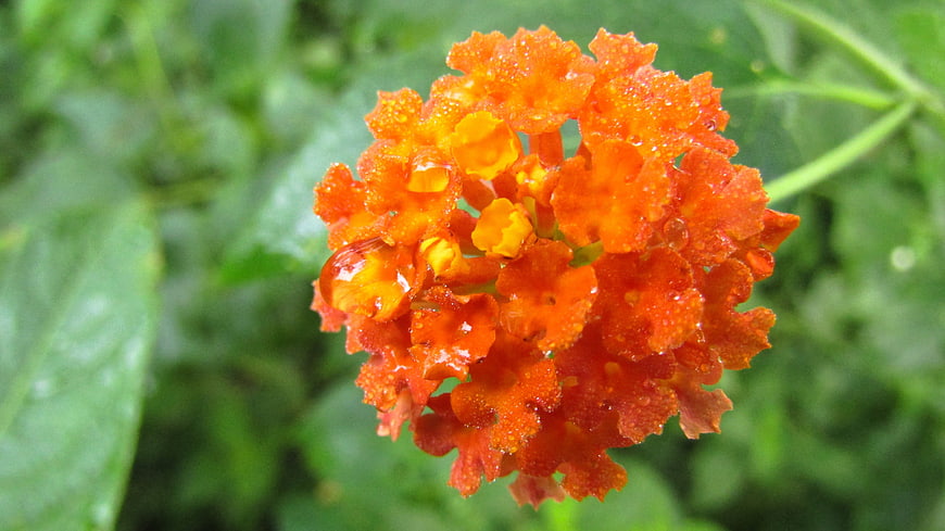 Close-up of vibrant orange lantana flower with water droplets