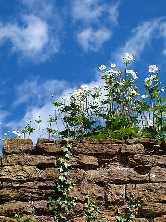 White Anemone Flowers Blooming on Old Stone Wall Against Blue Sky