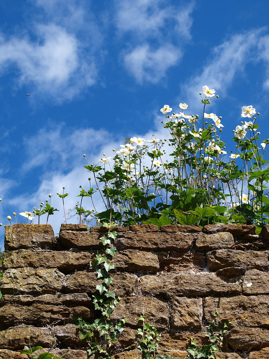 White Anemone Flowers Blooming on Old Stone Wall Against Blue Sky