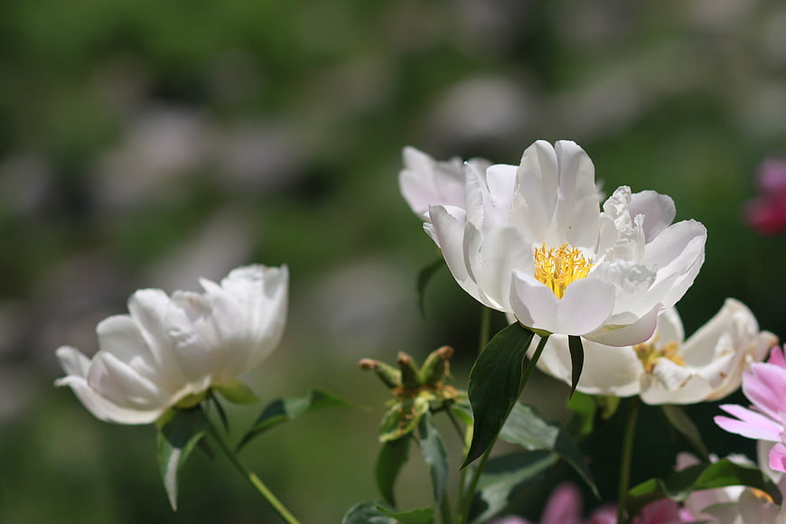 White Peony Flowers In Garden