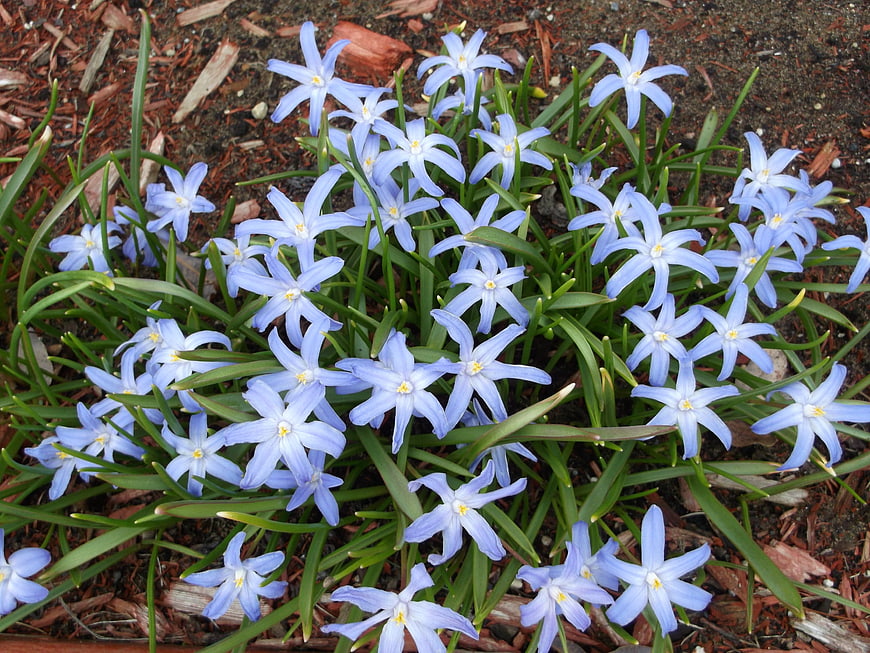 Blue Siberian Squill Flowers in Garden Bed