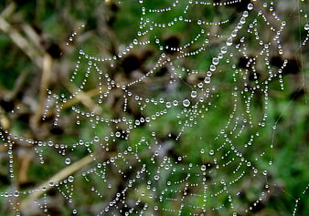 Macro Photography of Dew Drops on Spider Web