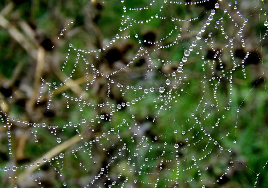 Macro Photography of Dew Drops on Spider Web