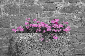 Pink Geraniums in Stone Planter Against Grey Brick Wall