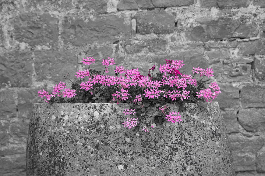 Pink Geraniums in Stone Planter Against Grey Brick Wall