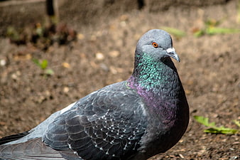Close-up of a Rock Dove with Iridescent Neck Feathers