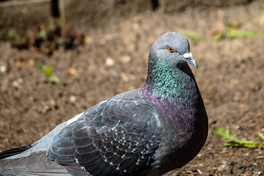 Close-up of a Rock Dove with Iridescent Neck Feathers